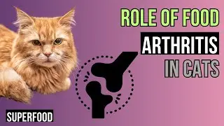 Arthritis in CATS  -  The Role of Food