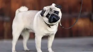 Pug Picnic Party Fun, Food, and Friendship for Every Pug Lover