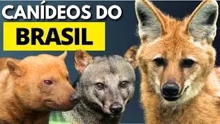 CAN&Iacute;DEOS DO BRASIL I CACHORRO DO MATO, LOBO GUAR&Aacute;, CACHORRO VINAGRE, CACHORRO DE ORELHAS CURTAS