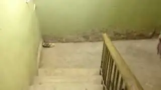 Архив (ржака идишен)