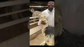 ماجد السليس الرياض سوق العزيزية - القصيم عنيزة 0505467771
