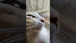This delightful short video captures the essence of feline care 🐱 #cat #pets #catlovers