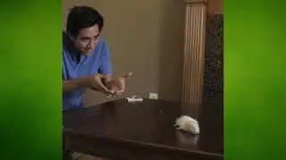 Mouse Trap