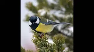EP4 Great Tit - Bird Song