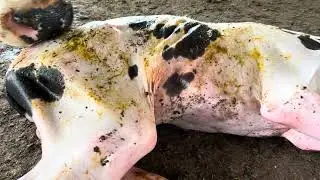 Strange But True || Unique: Calves Are Born Without Fur⁉️