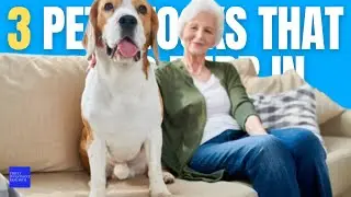 3 Pet Stocks That Could Purr in 2023 and Beyond