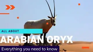 Arabian Oryx facts 🦌 smallest Oryx, native to desert and steppe areas of the Arabian Peninsula.