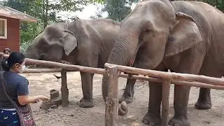 Elephant Haven Thailand,Pathumthani Fragrant Rice