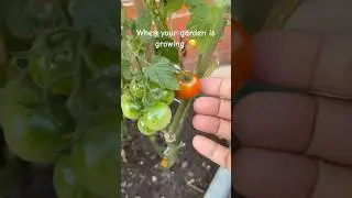 When your garden is growing 😊❤️ #easytogrow #garden #easyfarming #tomatoplant #gardening