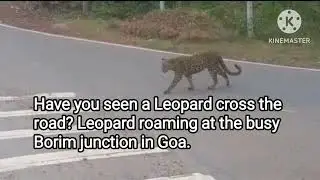 Have you seen Leopard cross the road? Roaming at busy Borim junction in Goa. @anilnaik-mypost