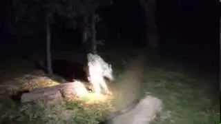 Safari Nocturno Africam Safari Puebla 2013