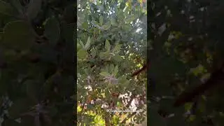 Pointleaf Manzanita Tree in Beautiful Village #thepeacefulworldearth #thepeacefulearthshorts #shorts
