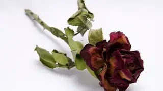 The rose of remembrance... All dried up.