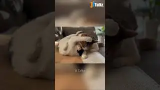Animal Fundub Part 328 🤣🤣 | Malayalam Fundub | &copy;Ji Talkz | Jijith Elamadu #malayalamfundub #shorts