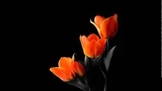 Deepfunk - Tulips Grow In Space (Cid Inc Remix)