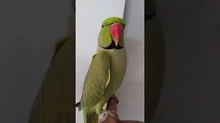 &ldquo;This Parrot Will Make Your Day 🦜💚 | Cute & Smart Bird&rdquo;