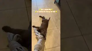 This Lazy Chocolate Lab Puppy Will Melt Your Heart #puppies #labrador #cute