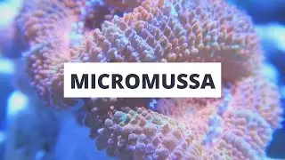 Species Spotlight | Micromussa Lordhowensis