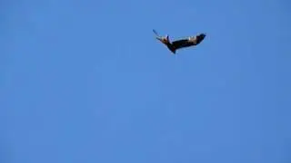 Red Kite flying low