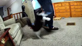 Todd Attacks Dad 😂😂😂