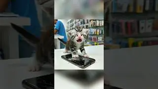 Cat's phone dropped 🐈😿 #cat #ai #catlover #cutecat #story #aicat