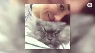 Get Well Soon, Colonel Meow!