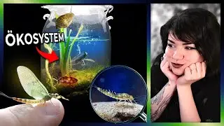 Mini-&Ouml;kosystem im GLAS?! | Aerri reagiert auf @habitatForge