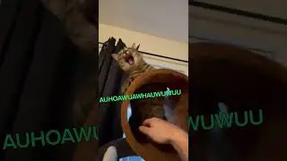 Cat Freaks out at Belly Rub