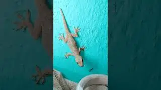 lejard#viral #video #shorts