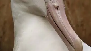 Salt glands 