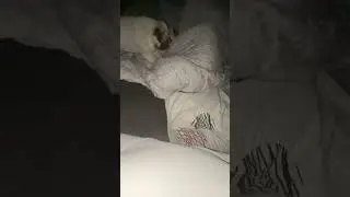 те самые постельные клопы: #music #automobile #musica #remix #pug #мопсы #puglife #собака #pets