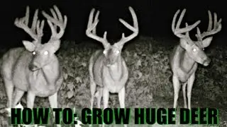 How To: Grow Huge Deer