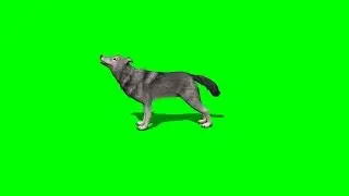 wolf  howl - 3 different views with shadow - green screen