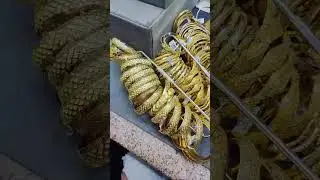 اقوي لايف غوايش عيار٢١ ❤️🤩بالقدس وبس 👌🔥