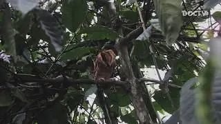 RELEASE SERAK BUKIT (Oriental Bay Owl) - Kepak terus sayap mu teman