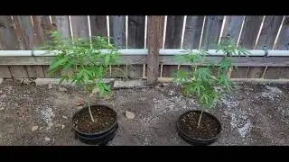 /90/ Outdoor Grow Small Batch Update 4 I.C.G.