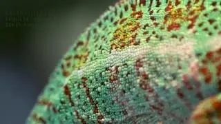 Das Chamäleon - Eine farbenreiche Sprache | colour.education
