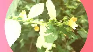 Sida acuta, the&nbsp;common wireweed plant flowers