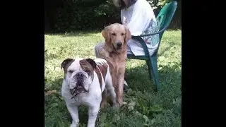 TR3- Non Violent Approach... Dogs vol 16