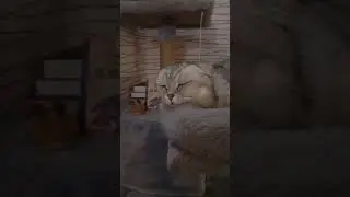 Сима👑спит😺❤️❤️