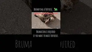 Hibernating a Russian Tortoise