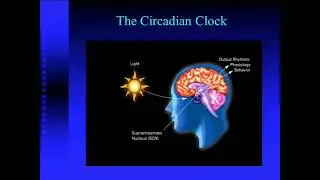 Timing is Everything: The Adrenal Peripheral Clock