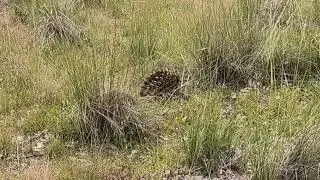 Meeting five echidnas at Mulligans Flat Woodland Sanctuary