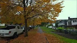 Fall Morning Walk Color Grading With Music