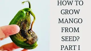 How to grow Mango Tree from seed | Mango germination & propagation