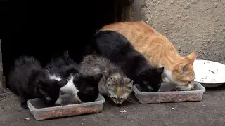 Feeding feral kittens on the street