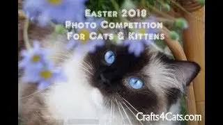 Easter photo competition 2018 for cats and kittens - results