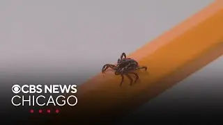 Rain and humidity make for perfect storm for ticks in Midwest and beyond