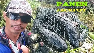 Jackpot jackpot ini membuat joran pemancing kualahan saat mancing tegek di Rawa Rawa.