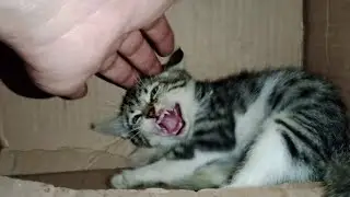 Adopted most feral Kitten, And now she is very happy with new Cats family